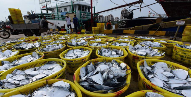 瓊海潭門港碼頭捕魚歸來(lái)